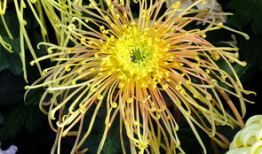 国产精品菊,传承匠心，绽放东方之美